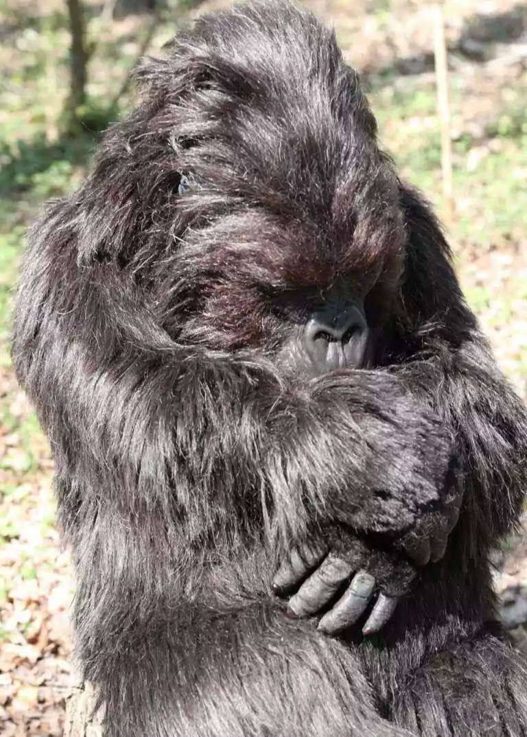 animatronic gorilla suit