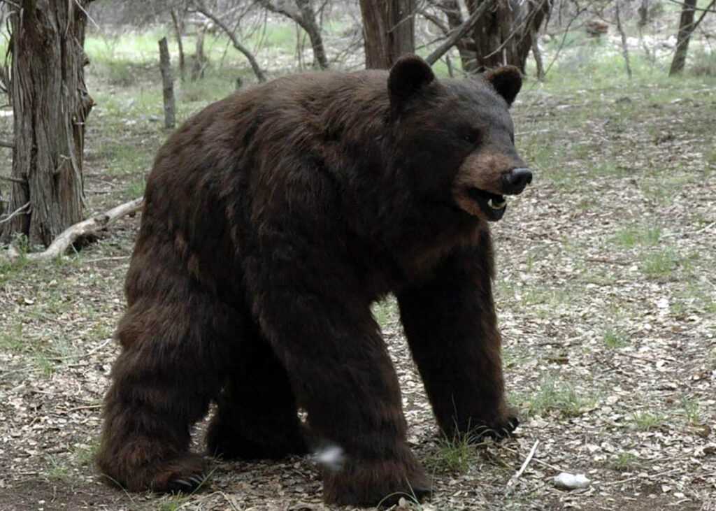 realistic brown bear costume suit