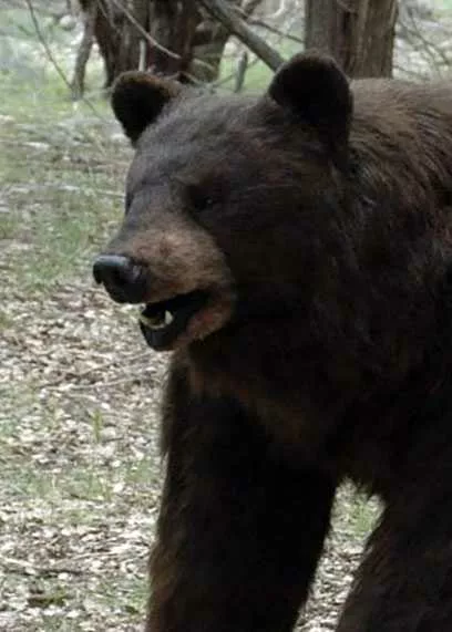 realistic quadrupedal brown bear costume suit