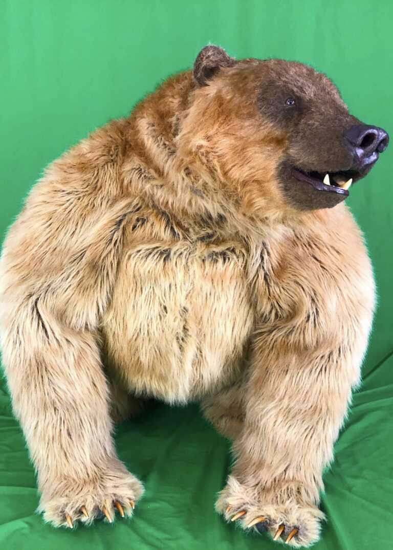 realistic quad grizzly bear suit for hire