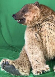 realistic quad grizzly bear costume for hire