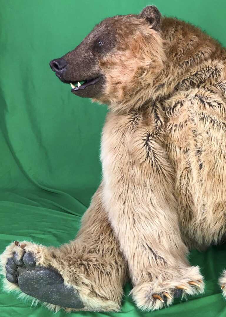 realistic quad grizzly bear costume for hire