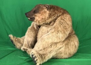 realistic quad grizzly bear costume for hire