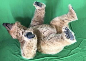 realistic quad grizzly bear costume for hire
