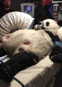 realistic panda bear costume seen on chicago med