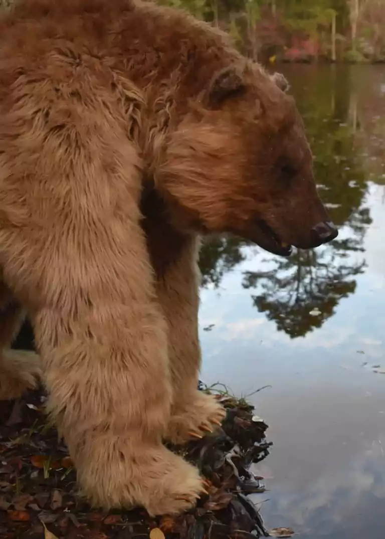 realistic grizzly bear costume