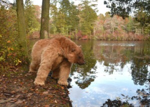 realistic grizzly bear suit