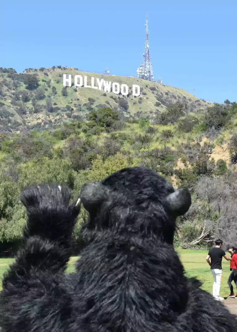 realistic black bear costume by the hollywood sign near our studio