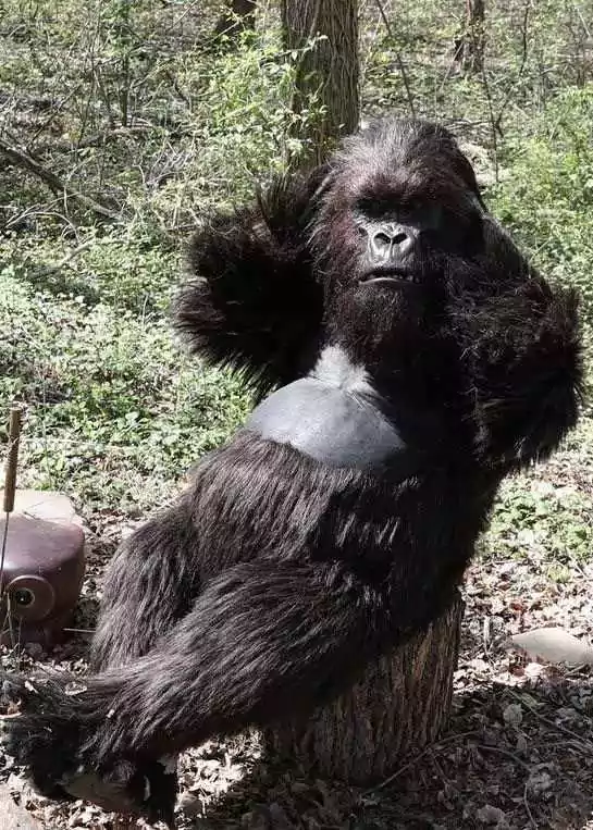 animatronic ape suit