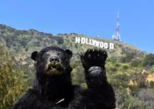 realistic black bear costume by the hollywood sign near our studio